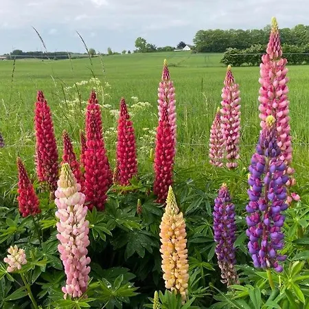 Svalebolle Tranekær